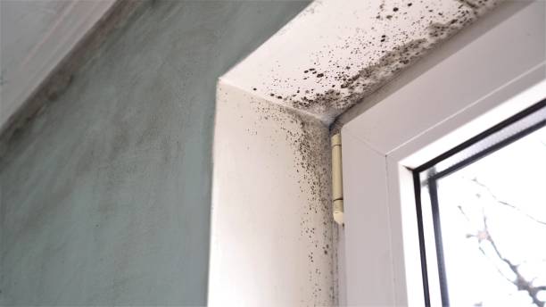 Best Mold Damage Restoration  in Plattsburgh West, NY