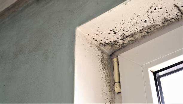 Best Emergency Mold Remediation  in Plattsburgh West, NY