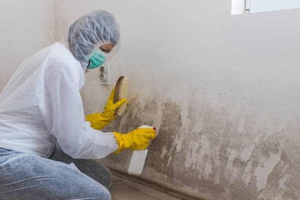 Best Water Damage & Mold Remediation  in Plattsburgh West, NY