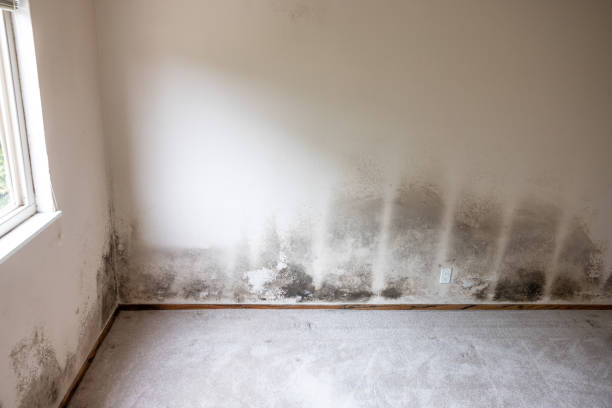 Best Mold Remediation for Healthcare Facilities  in Plattsburgh West, NY