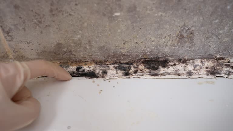 Best Attic Mold Removal  in Plattsburgh West, NY